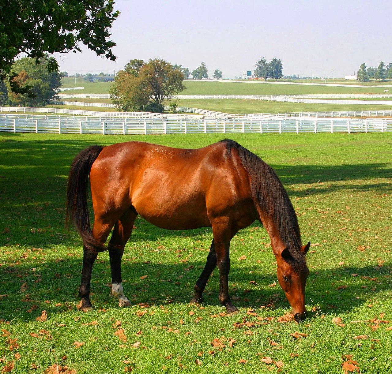 Lexington, Kentucky, USA