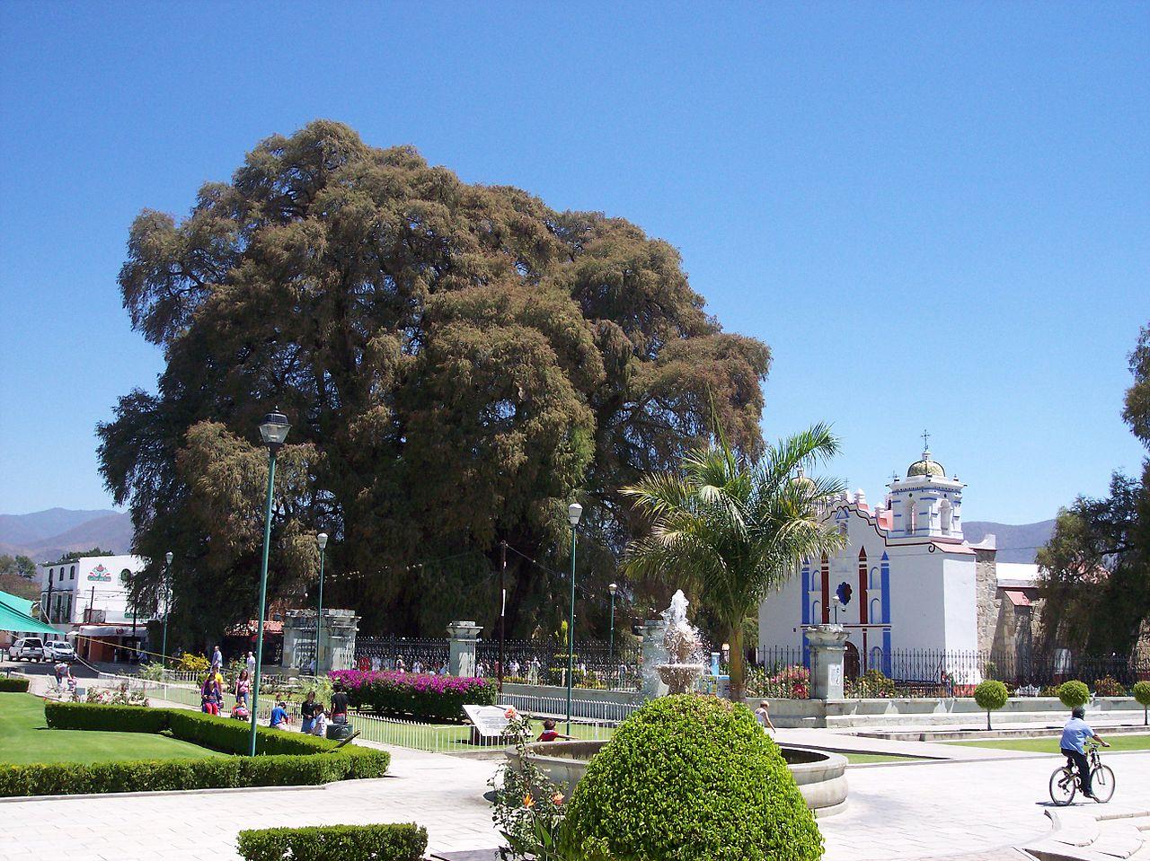 Santa María del Tule, Mexico